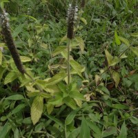 Pogostemon auricularius (L.) Hassk.